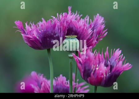 Pinkfarbene Fransenblüten aus Mohn (Papaver) und Samenschote, Deutschland Stockfoto