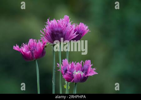 Rosa Fransenblüten von Ziermohn (Papaver), Deutschland Stockfoto