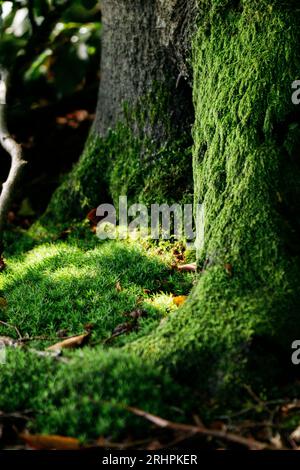 Moos bedeckte Bäume im Wald Stockfoto
