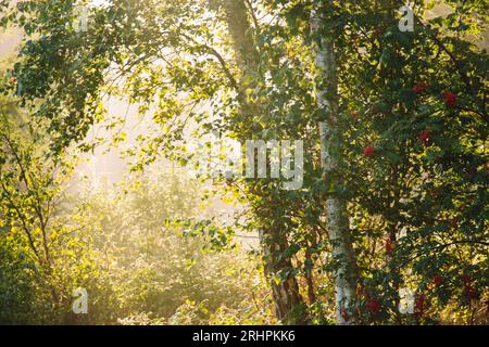 Deutschland, Schleswig-Holstein, Insel Amrum, Herbsteindrücke Stockfoto