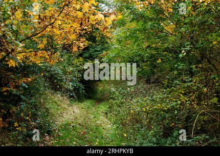 Waldwanderung im herbstlichen Teutoburger Wald im Furlbachtal Stockfoto