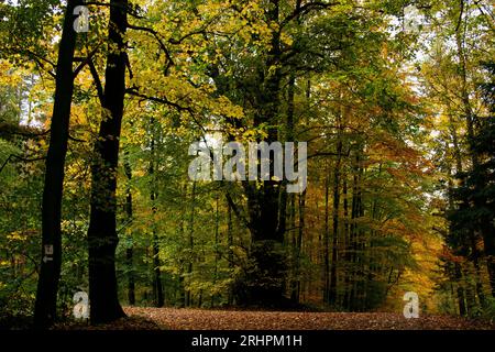 Waldwanderung im herbstlichen Teutoburger Wald im Furlbachtal Stockfoto