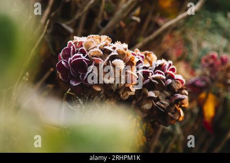 Die Hydrangea blüht im November mit Raureif Stockfoto