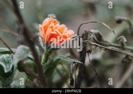 Ringelblume mit Frost Stockfoto