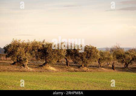 Landschaft im Herbst mit mehreren Olivenbäumen in der Region der Provinz Lleida in Katalonien in Spanien Stockfoto