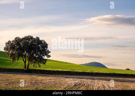 Landwirtschaftliche Landschaft im Herbst in der Provinz Lleida in Katalonien in Spanien Stockfoto