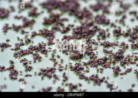 Nahaufnahme eines Blattläuse-Befalls, auch bekannt als oder Black Fly on Green Garden Waste Mülleimer Stockfoto