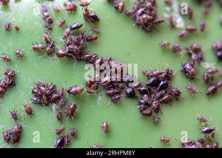 Nahaufnahme eines Blattläuse-Befalls, auch bekannt als oder Black Fly on Green Garden Waste Mülleimer Stockfoto