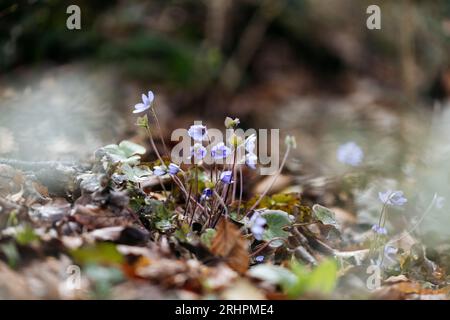 Leberworte auf dem Jakobsberg in Steinhagen Stockfoto