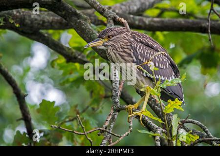 Schwarz gekrönter Nachtreiher / schwarzgekappter Nachtreiher (Nycticorax nycticorax) juvenile Tiere, die im Sommer in Eichenbäumen mit Tarnfarben thronen Stockfoto