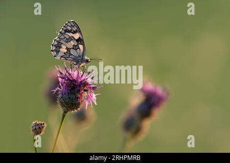 Ein marmorierter weißer Schmetterling (Melanargia galathea) sitzt auf einer braunen Knapalge (Centaurea jacea), Deutschland Stockfoto