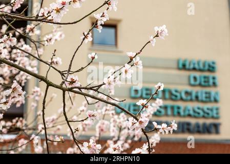 Mandelblüte an der Deutschen Weinstraße, Schrift, in Bockenheim an der Weinstraße Stockfoto