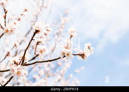 Mandelblüte, High Key Stockfoto