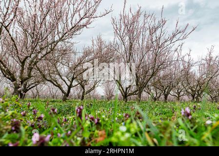 Rosafarbene Mandelbaumplantage Stockfoto