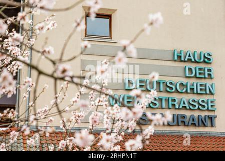 Mandelblüte an der Deutschen Weinstraße, Schrift, in Bockenheim an der Weinstraße Stockfoto