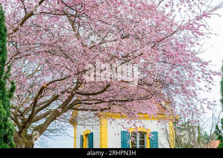 Rosa blühender Mandelbaum vor der Kapelle in Freinsheim Stockfoto