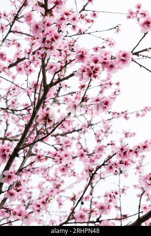 Mandelbaum mit vielen Blüten, hoher Schlüssel Stockfoto