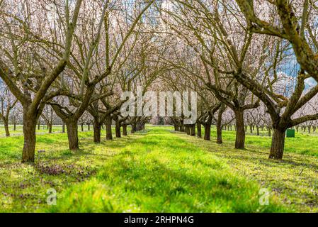 Mandelbaumplantage in Blüte Stockfoto