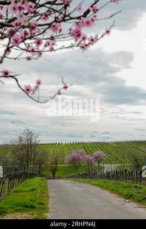 Mandelbaumgruppe auf Wanderweg Stockfoto