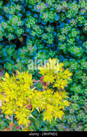 Sukkulent, Sempervivum minutum, Steine, Steingarten, Tapete Stockfoto