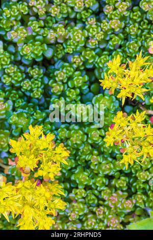 Sukkulent, Sempervivum minutum, Steine, Steingarten, Tapete Stockfoto