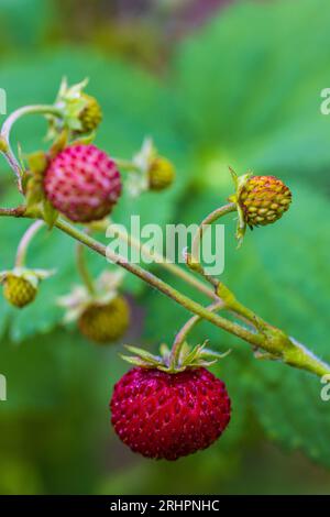 Natürlicher Hintergrund mit roten Reifen Erdbeeren Stockfoto