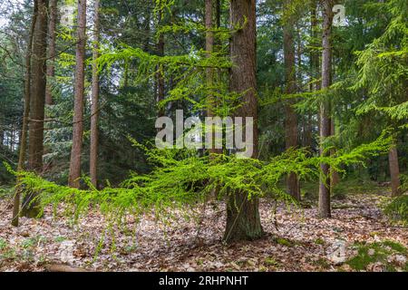 Frische grüne Vegetation im Frühjahr, Lärchen Stockfoto