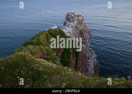 Deutschland, Nordsee, Helgoland, Vogelfelsen, Abend Stockfoto