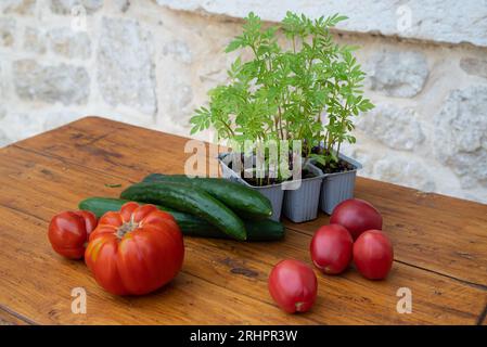 Frisches Gemüse auf einem groben Holztisch vor einer Steinmauer. Es gibt Tomaten, Gurken und junge Tomatenpflanzen in Plastikschalen. Stockfoto