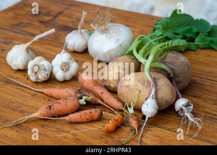 Frisches Gemüse: Kartoffeln, Karotten, Knoblauchköpfe, Rettich, Zwiebeln. Sitzt auf einem rauen Holztisch vor einer Steinmauer und hat gerade den Boden abgenommen. Stockfoto