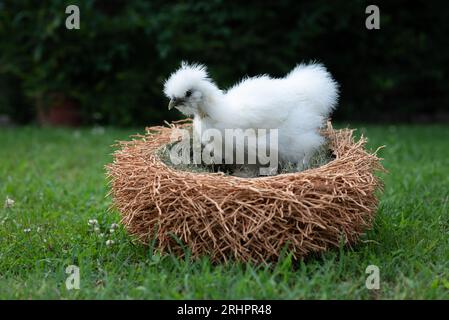 Ein weißes Moroseta-Küken in einem Nest wie ein Korb in einem Bauerngarten. Diese starke Rasse ist einzigartig, bekannt für extravagantes Aussehen, schwarze Haut und fl Stockfoto