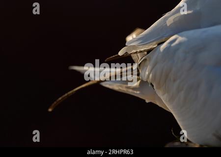 Deutschland, Nordsee, Helgoland, Gannet, Morus bassanus, Gefieder, Detail Stockfoto