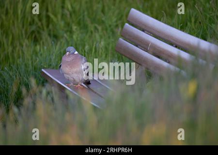 Deutschland, Nordsee, Helgoland, Taube, Holztaube, Columba Palumbus, Bank, Parkbank, sitzen Stockfoto
