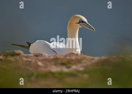 Deutschland, Nordsee, Helgoland, Gannet, Morus bassanus Stockfoto