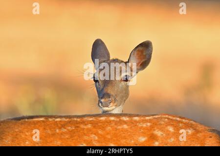 Ein Damhirsch, der sich hinter seiner Mutter versteckt. Stockfoto