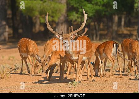 Männliche und weibliche Damhirsche in einer Gruppe. Stockfoto