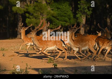 Männliche Damhirsche auf der Flucht vor Gefahren Stockfoto