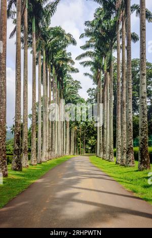 Weg mit Palmen in Sri Lanka Stockfoto