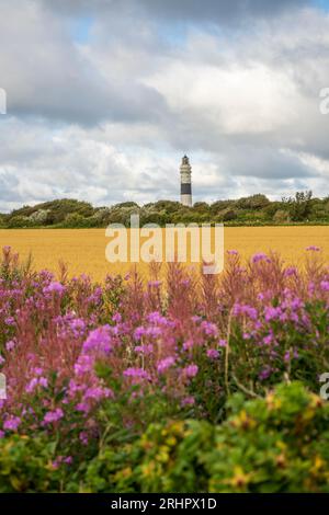 Kampen Leuchtturm unter dramatischem bewölktem Himmel, Maisfeld und blühenden Pflanzen im Vordergrund Stockfoto