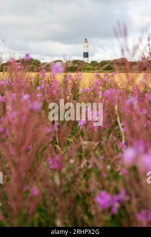 Kampen Leuchtturm unter dramatischem bewölktem Himmel, Maisfeld und blühenden Pflanzen im Vordergrund Stockfoto