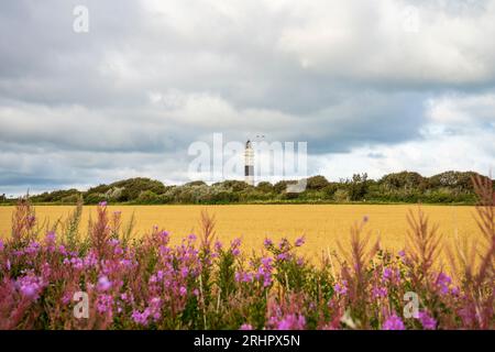 Kampen Leuchtturm unter dramatischem bewölktem Himmel, Maisfeld und blühenden Pflanzen im Vordergrund Stockfoto