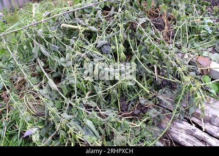Nesselstapel, der nach dem Abbau der Zuteilung austrocknet Stockfoto