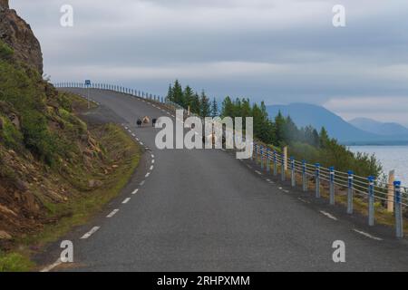 Südwest-Island im Frühsommer 2021, Schafe in der Mitte der Straße Stockfoto