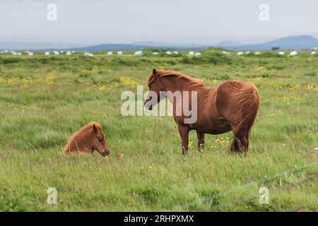 Südwest-Island im Frühsommer 2021, isländisches Pferd mit Fohlen Stockfoto