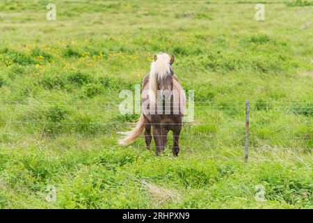 Südwest-Island im Frühsommer 2021, isländisches Pferd Stockfoto