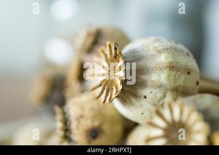 Getrocknete Mohnschoten, Nahaufnahme Stockfoto