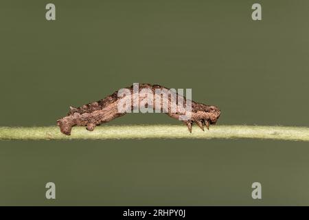 Raupe des schattierten Annulets (Gnophos furvata), Ovronnaz, Wallis, Schweiz Stockfoto