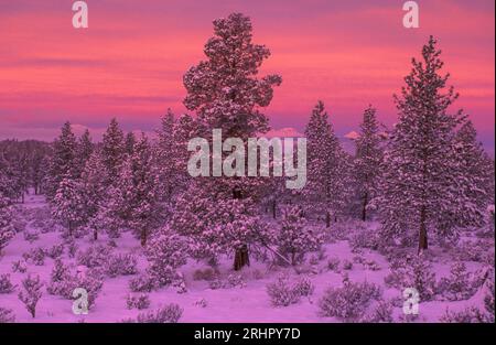 Cascade Mountain Range, Deschutes National Forest, Rancho las Hierbas, Zentral-Oregon, Oregon, USA Stockfoto