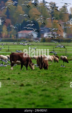 Schafe, Kühe und Hochlandrinder, die auf einer umzäunten Weide und zusammen mit einer großen Herde von Stachelgänsen fliegen und auf dem Boden mit Bäumen in Aut essen Stockfoto