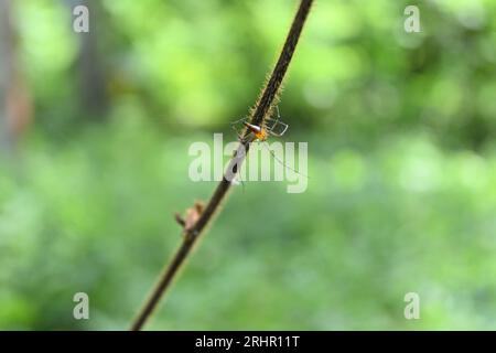 Rückansicht einer gestreiften Lynxspinne (Oxyopes Salticus), die auf einem haarigen toten Rebstock sitzt Stockfoto